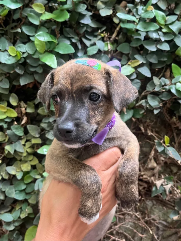 Cachorro ra a SRD-ViraLata idade Abaixo de 2 meses nome Anne