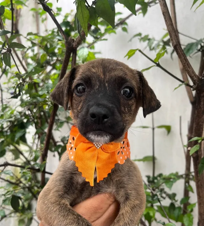 Cachorro ra a SRD-ViraLata idade Abaixo de 2 meses nome Anne