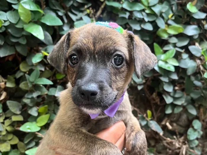 Cachorro ra a SRD-ViraLata idade Abaixo de 2 meses nome Anne