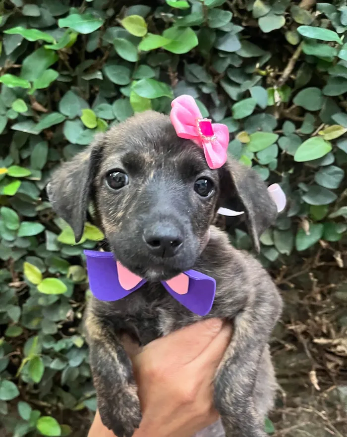 Cachorro ra a SRD-ViraLata idade Abaixo de 2 meses nome Margot