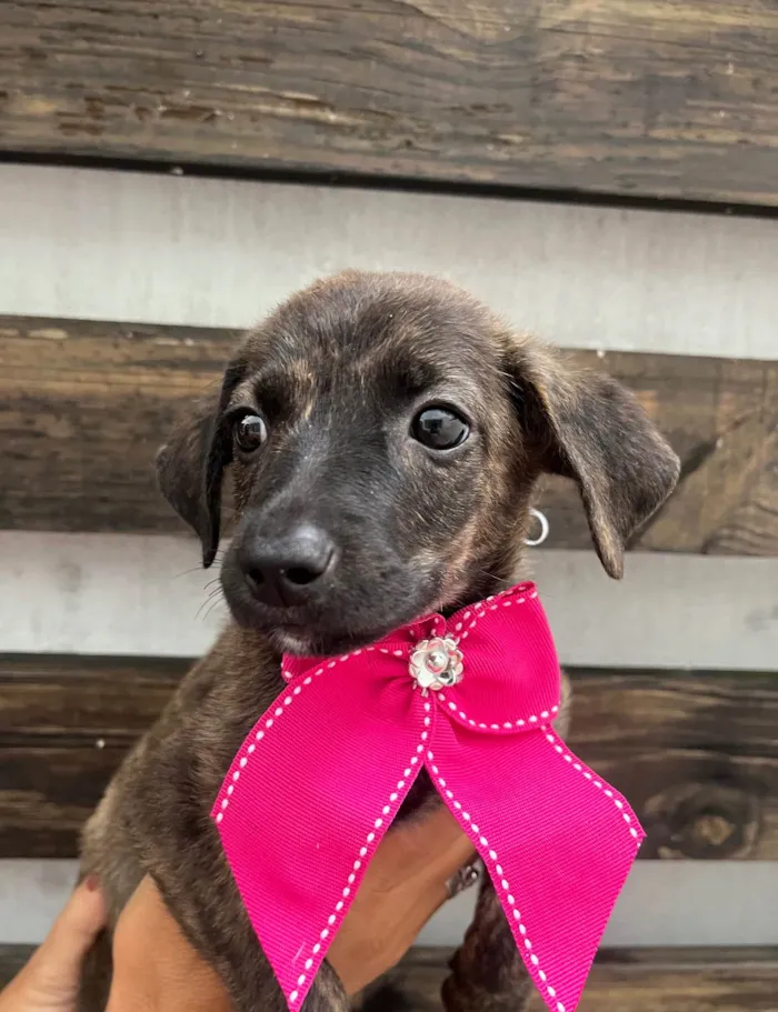 Cachorro ra a SRD-ViraLata idade Abaixo de 2 meses nome Margot