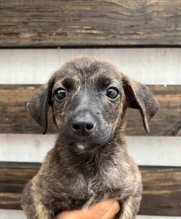 Cachorro ra a SRD-ViraLata idade Abaixo de 2 meses nome Margot