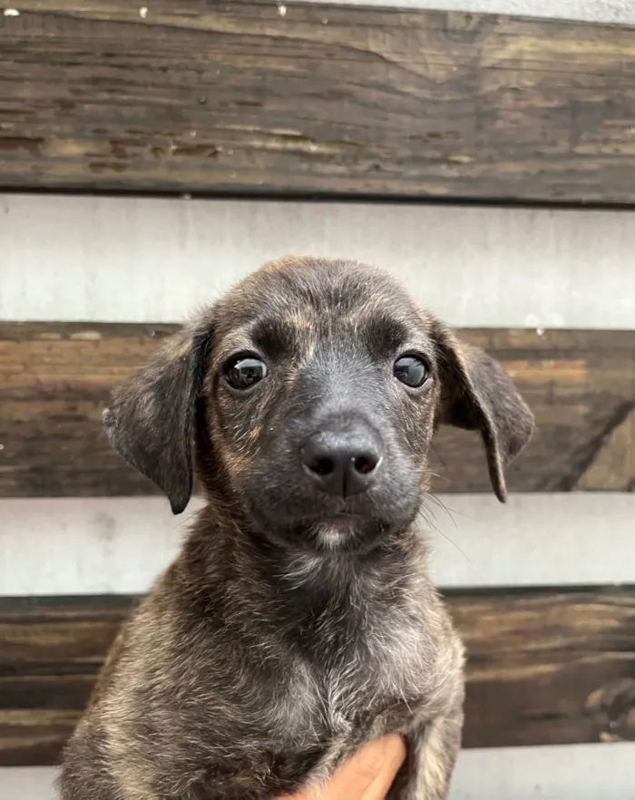 Cachorro ra a SRD-ViraLata idade Abaixo de 2 meses nome Margot