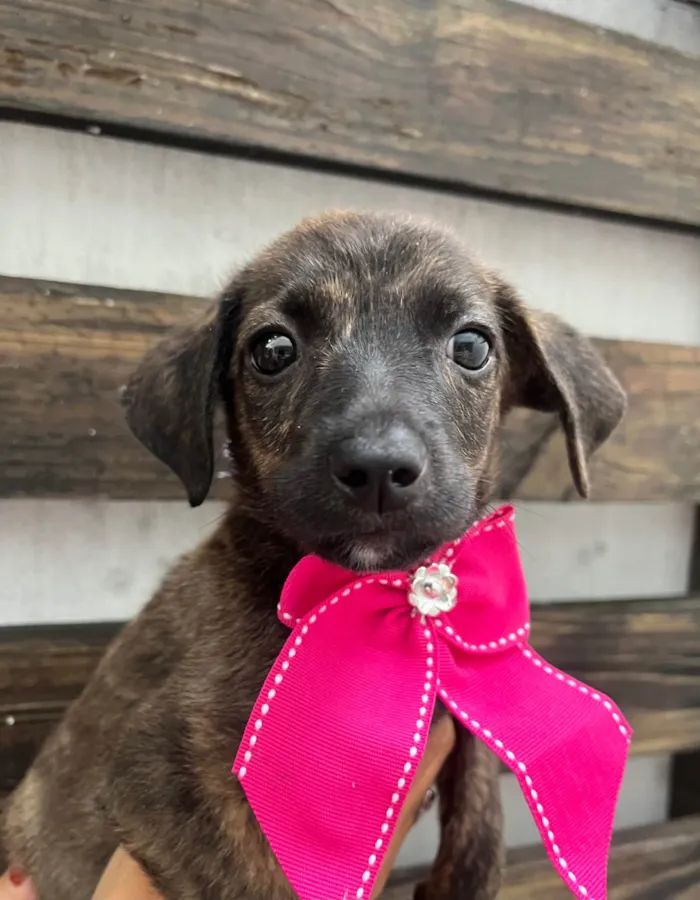 Cachorro ra a SRD-ViraLata idade Abaixo de 2 meses nome Margot