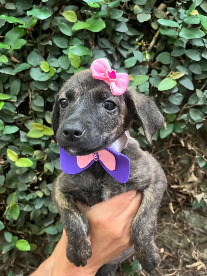 Cachorro ra a SRD-ViraLata idade Abaixo de 2 meses nome Margot