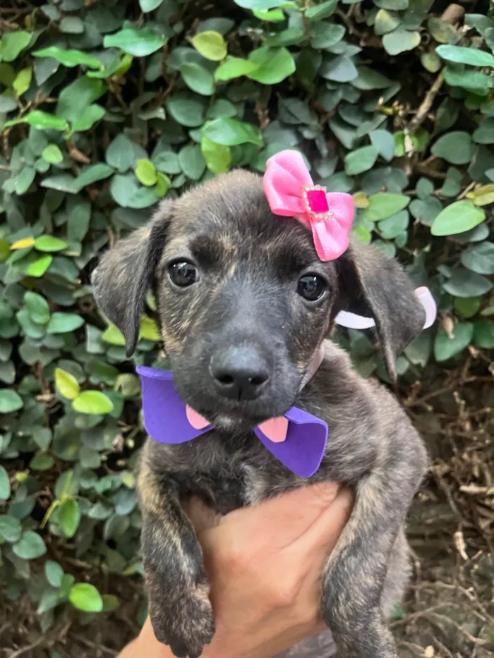 Cachorro ra a SRD-ViraLata idade Abaixo de 2 meses nome Margot