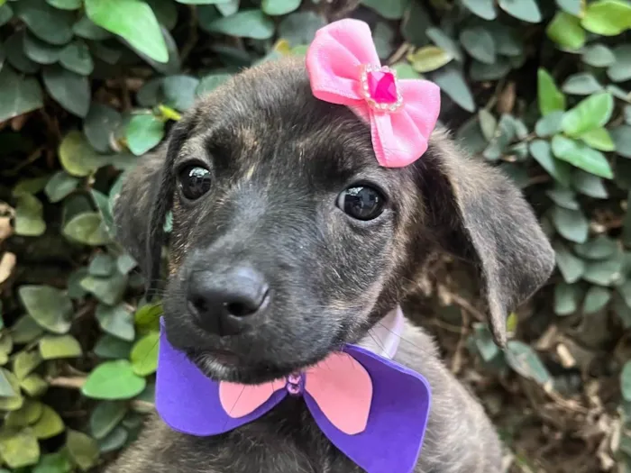 Cachorro ra a SRD-ViraLata idade Abaixo de 2 meses nome Margot