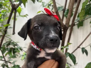 Cachorro raça SRD-ViraLata idade Abaixo de 2 meses nome Scarlett