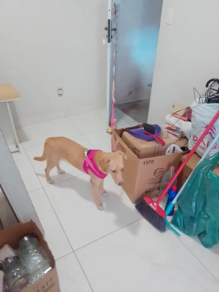 Cachorro ra a SRD-ViraLata idade 1 ano nome Catarina 