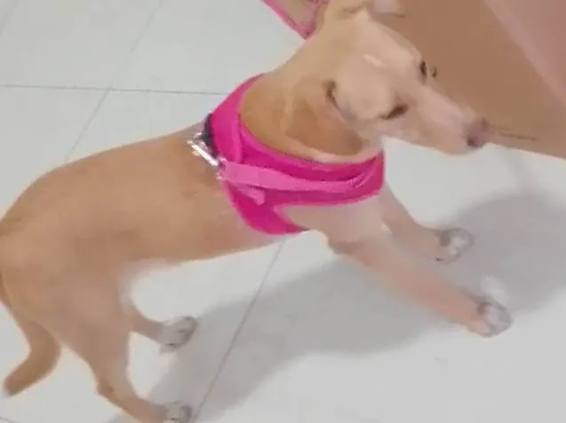 Cachorro ra a SRD-ViraLata idade 1 ano nome Catarina 