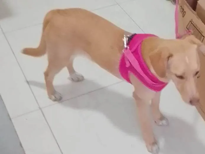 Cachorro ra a SRD-ViraLata idade 1 ano nome Catarina 