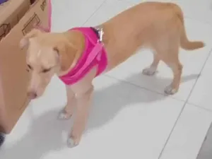 Cachorro raça SRD-ViraLata idade 1 ano nome Catarina 