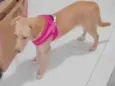 Catarina
