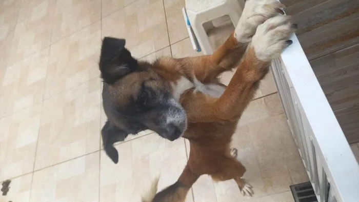 Cachorro ra a SRD-ViraLata idade 3 anos nome DUCK