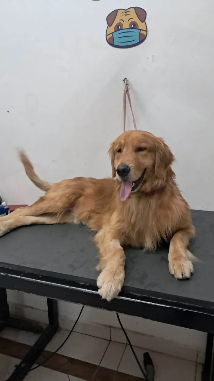 Cachorro ra a Labrador idade 2 anos nome Mufasa  