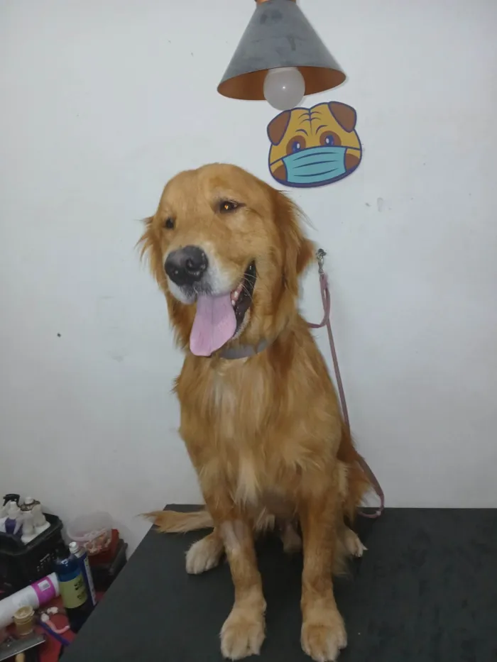 Cachorro ra a Labrador idade 2 anos nome Mufasa  