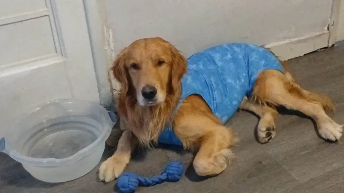 Cachorro ra a Labrador idade 2 anos nome Mufasa  