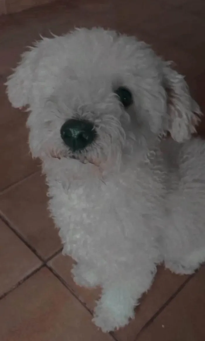 Cachorro ra a Poodle idade 5 anos nome Snow