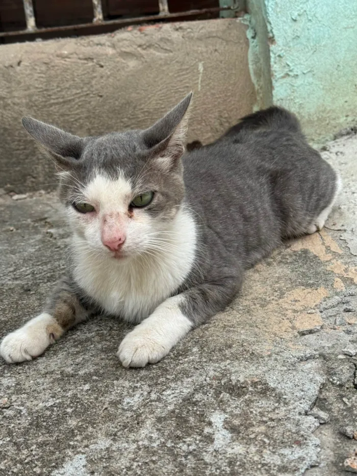 Gato ra a SRD-ViraLata idade 7 a 11 meses nome José 