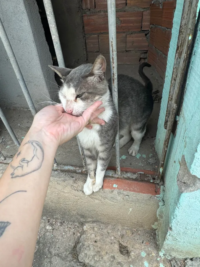 Gato ra a SRD-ViraLata idade 7 a 11 meses nome José 