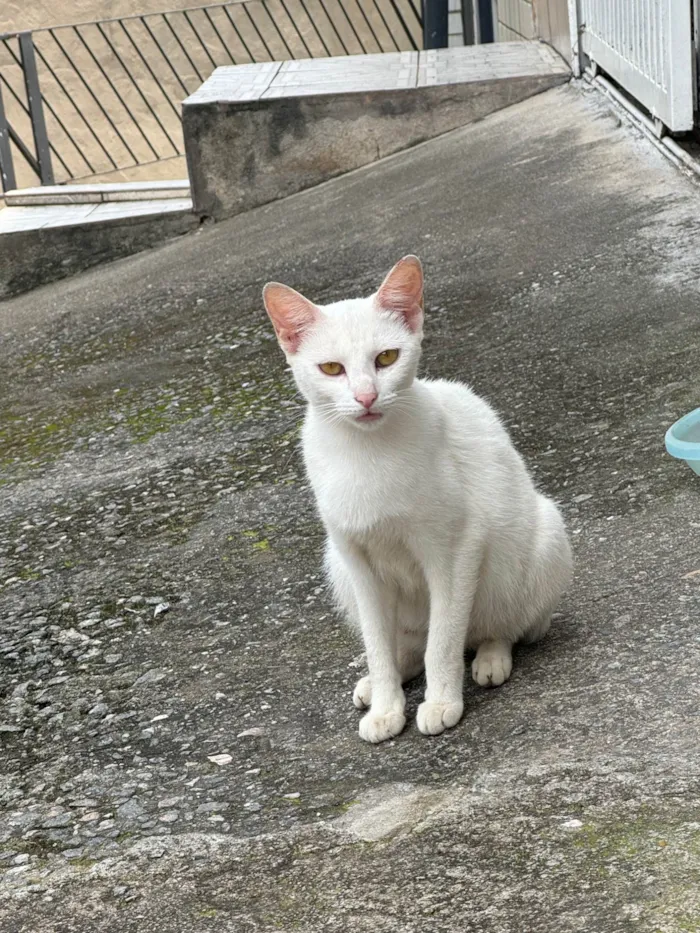 Gato ra a SRD-ViraLata idade 7 a 11 meses nome Branquinha 