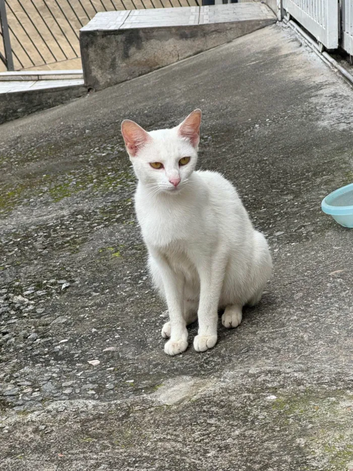 Gato ra a SRD-ViraLata idade 7 a 11 meses nome Branquinha 