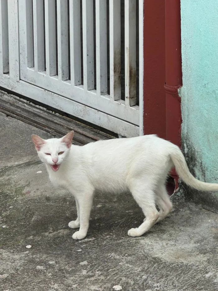 Gato ra a SRD-ViraLata idade 7 a 11 meses nome Branquinha 