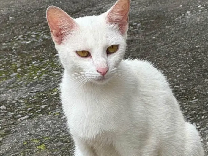 Gato ra a SRD-ViraLata idade 7 a 11 meses nome Branquinha 