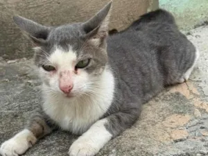 Gato raça SRD-ViraLata idade 7 a 11 meses nome José 