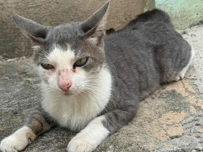 Gato ra a SRD-ViraLata idade 7 a 11 meses nome José 