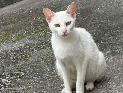 Gato raça SRD-ViraLata idade 7 a 11 meses nome Branquinha 