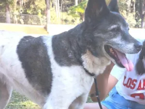 Cachorro raça SRD-ViraLata idade 6 ou mais anos nome CANELA