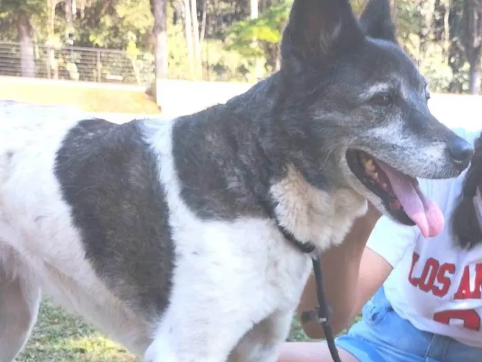 Cachorro ra a SRD-ViraLata idade 6 ou mais anos nome CANELA