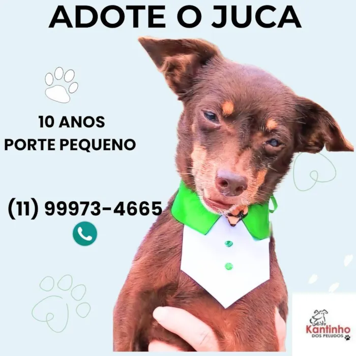 Cachorro ra a SRD-ViraLata idade 6 ou mais anos nome Juca