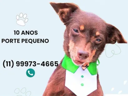 Cachorro raça SRD-ViraLata idade 6 ou mais anos nome Juca