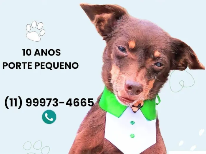 Cachorro ra a SRD-ViraLata idade 6 ou mais anos nome Juca