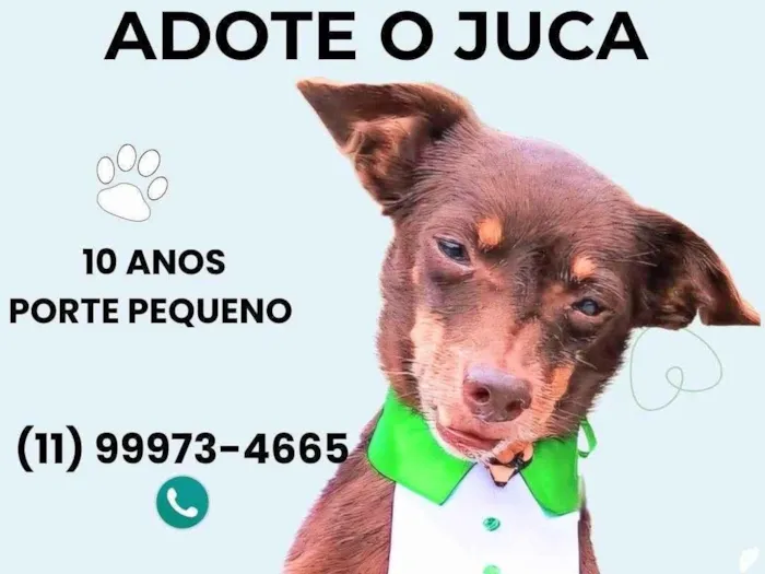 Cachorro ra a SRD-ViraLata idade 6 ou mais anos nome Juca