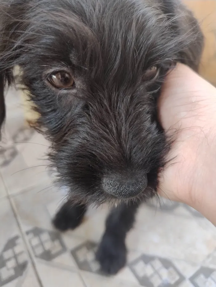 Cachorro ra a SRD-ViraLata idade 2 a 6 meses nome Bobby