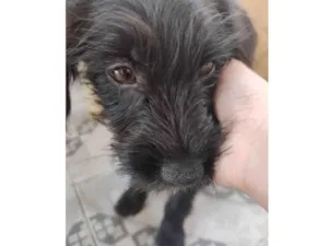 Cachorro raça SRD-ViraLata idade 2 a 6 meses nome Bobby