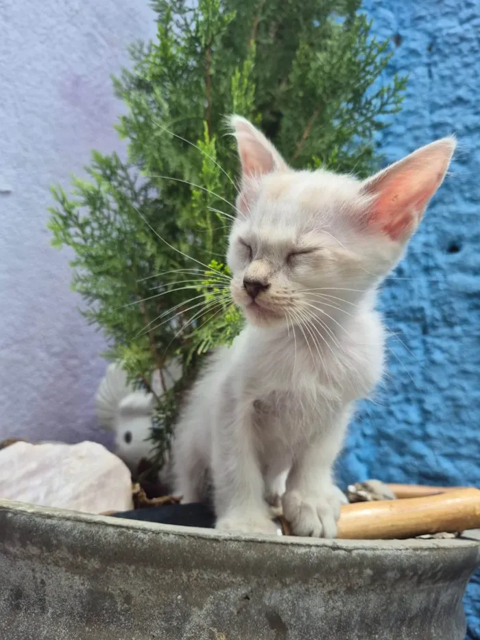 Gato ra a SRD-ViraLata idade 2 a 6 meses nome mario e marrie