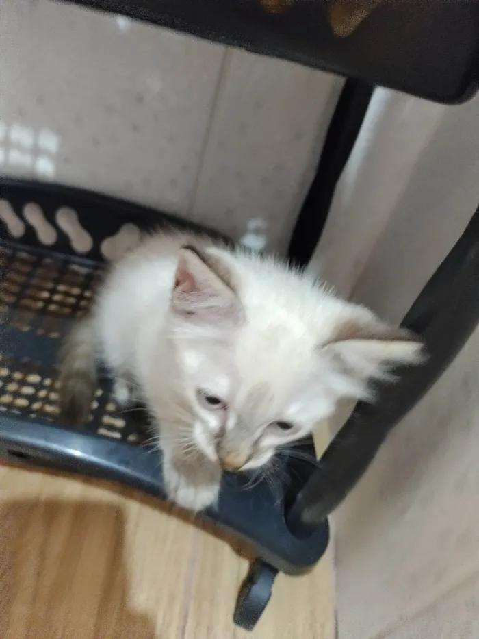Gato ra a SRD-ViraLata idade Abaixo de 2 meses nome Janeclei Pereira Da Silva 