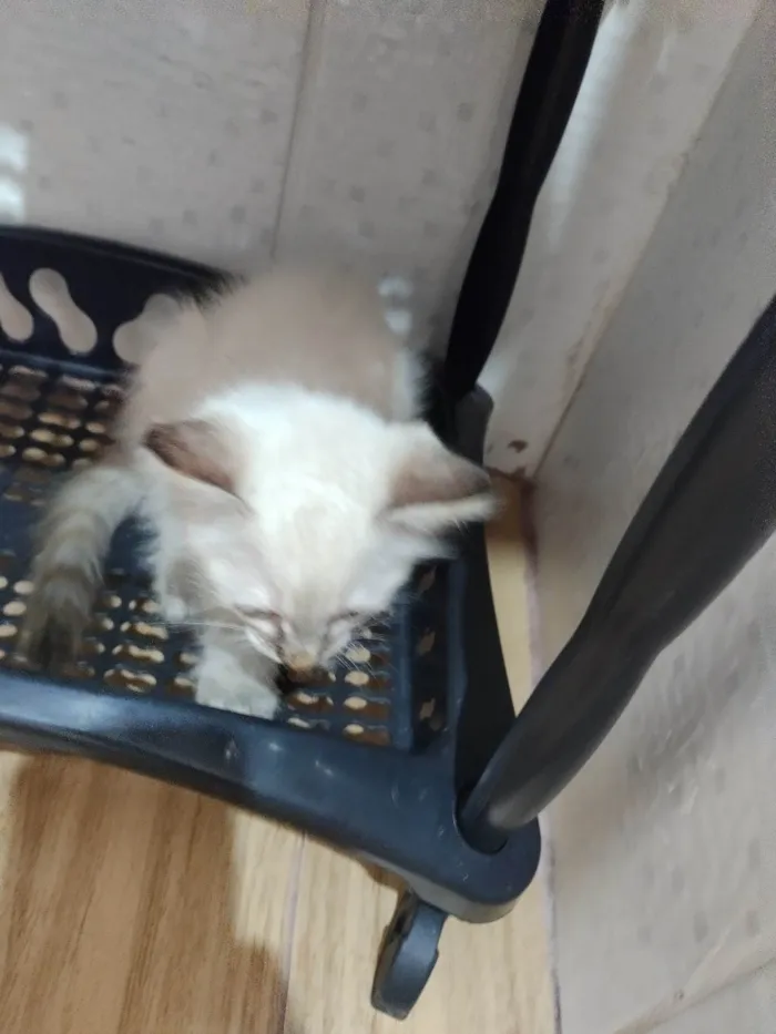 Gato ra a SRD-ViraLata idade Abaixo de 2 meses nome Janeclei Pereira Da Silva 
