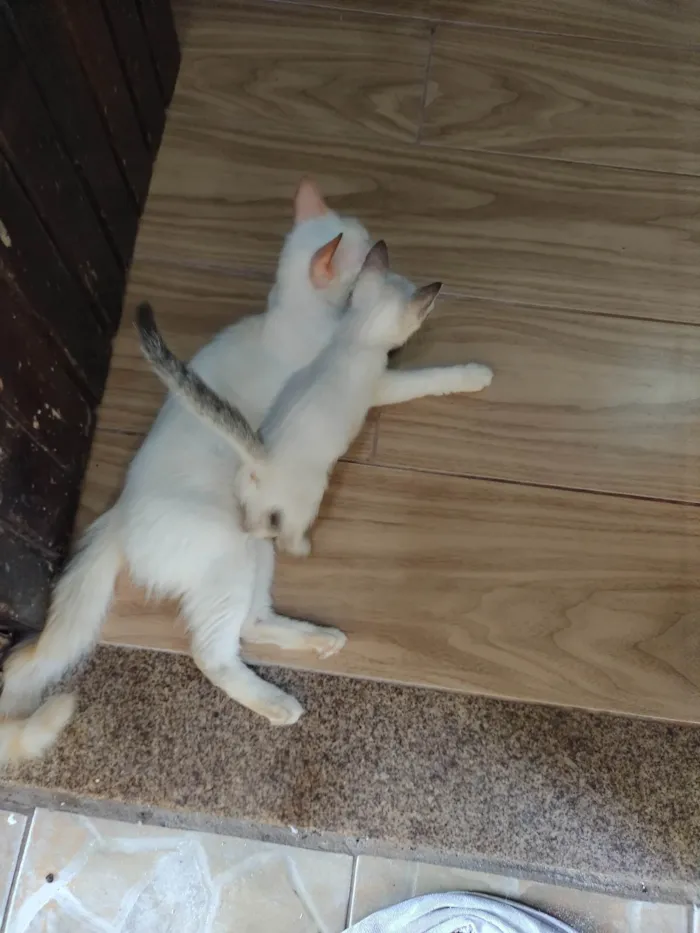 Gato ra a SRD-ViraLata idade Abaixo de 2 meses nome Janeclei Pereira Da Silva 