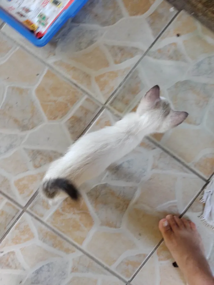 Gato ra a SRD-ViraLata idade Abaixo de 2 meses nome Janeclei Pereira Da Silva 