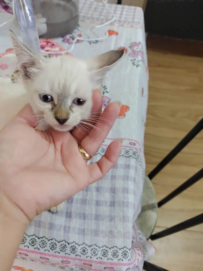 Gato ra a SRD-ViraLata idade Abaixo de 2 meses nome Janeclei Pereira Da Silva 