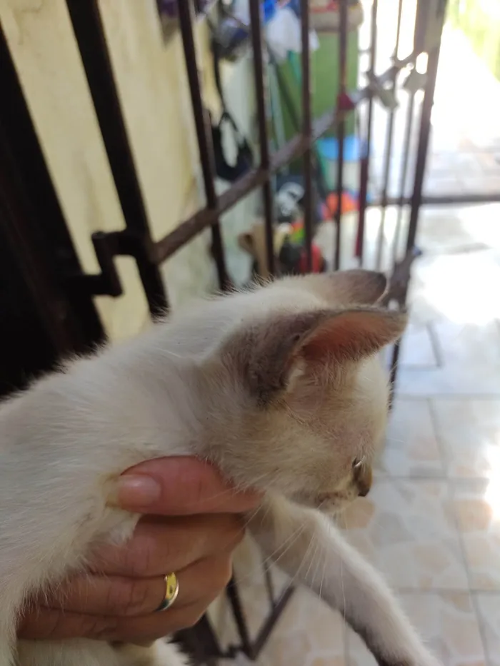 Gato ra a SRD-ViraLata idade Abaixo de 2 meses nome Janeclei Pereira Da Silva 