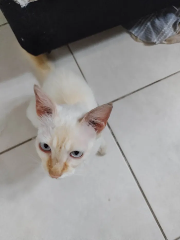 Gato ra a SRD-ViraLata idade Abaixo de 2 meses nome Janeclei Pereira Da Silva 