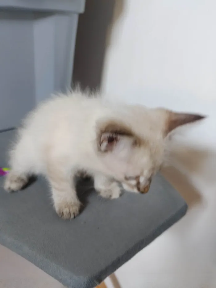 Gato ra a SRD-ViraLata idade Abaixo de 2 meses nome Janeclei Pereira Da Silva 