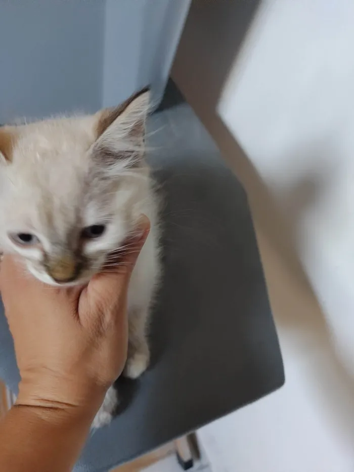 Gato ra a SRD-ViraLata idade Abaixo de 2 meses nome Janeclei Pereira Da Silva 