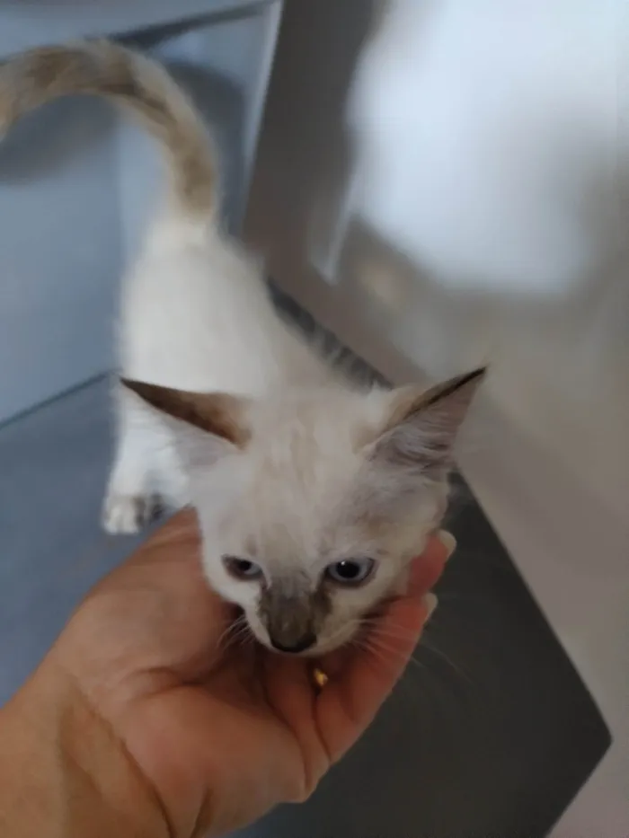 Gato ra a SRD-ViraLata idade Abaixo de 2 meses nome Janeclei Pereira Da Silva 